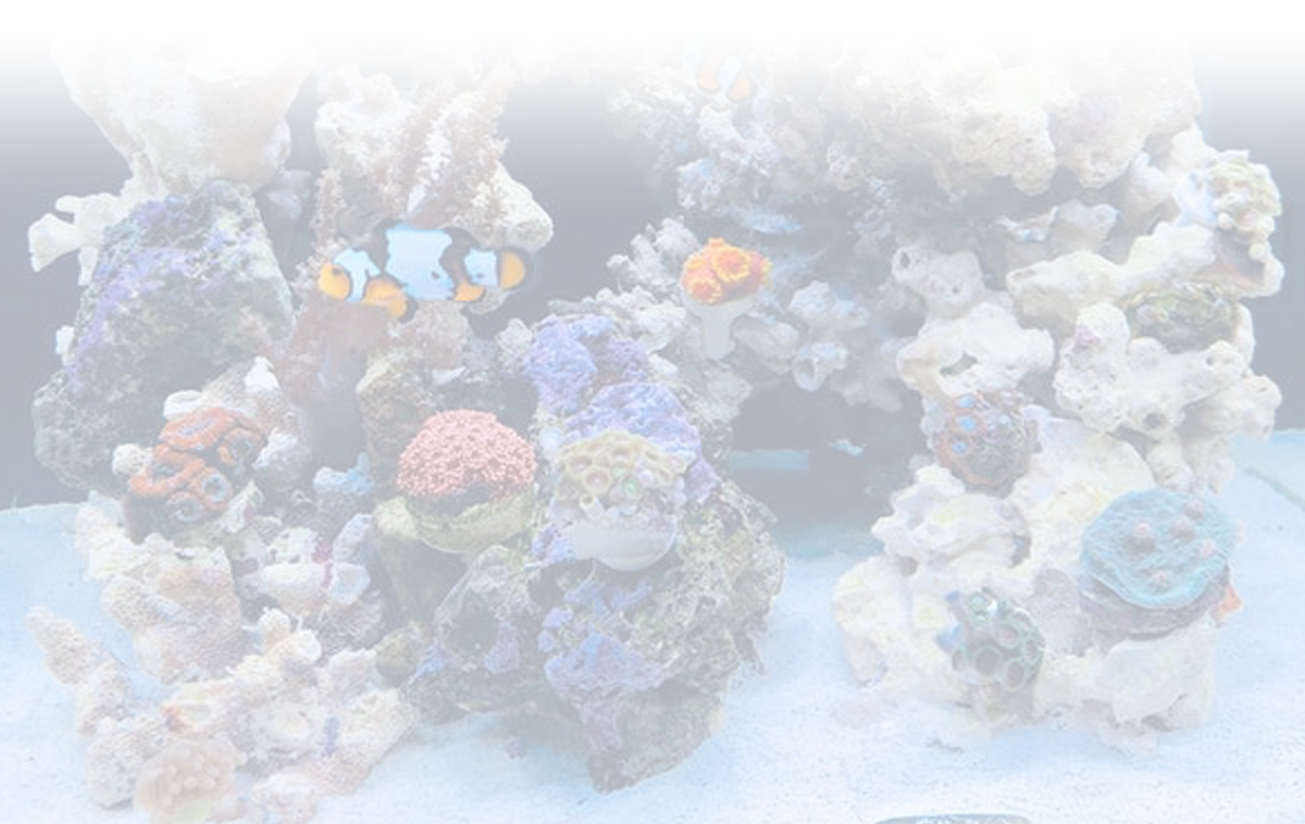 Macroalgae Macro Algae Chaeto Algae Saltwater Plants For Sale Aquarium Plants For Sale