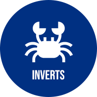 Inverts