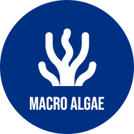 Macro Algae